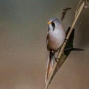Stephen Nobbs - Bearded Reedling
